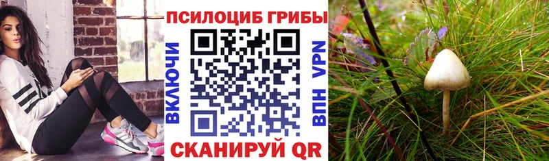 где найти наркотики  Светлоград  Галлюциногенные грибы MAGIC MUSHROOMS 